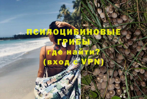 прущие грибы Медногорск